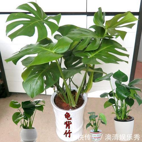 叶片|客厅种上4种花,大气上档次,越养越干净,来客倍有面子!