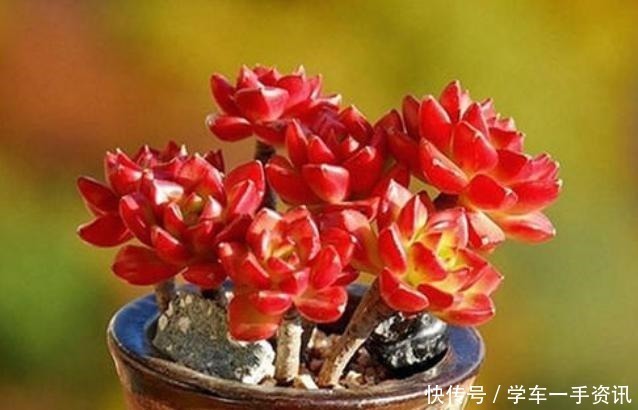 多肉植物|8种多肉很普通，只要多见太阳，个个变成红颜色，人见人爱！