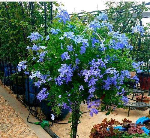 仙人球|5月逛花市，这些花别错过，号称“开花机器”，皮实好养耐晒耐热