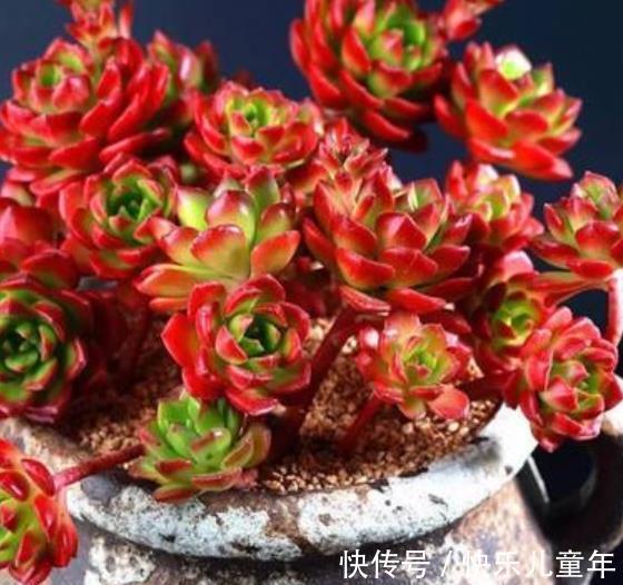 喜欢老桩多肉就养这3盆,皮实好养长势旺,养2年长成群生小老桩