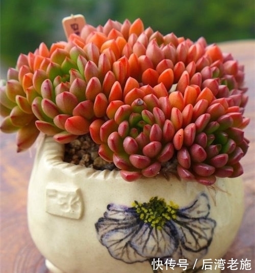 红宝石多肉，你养的对得起红宝石这个名字吗