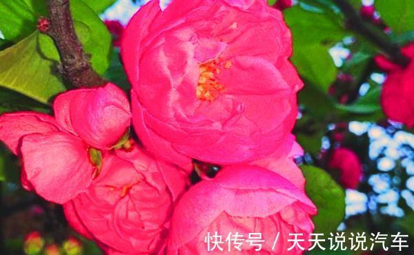 耐寒耐旱的海棠，介绍四个品种你都见过吗，看一眼懂得更多