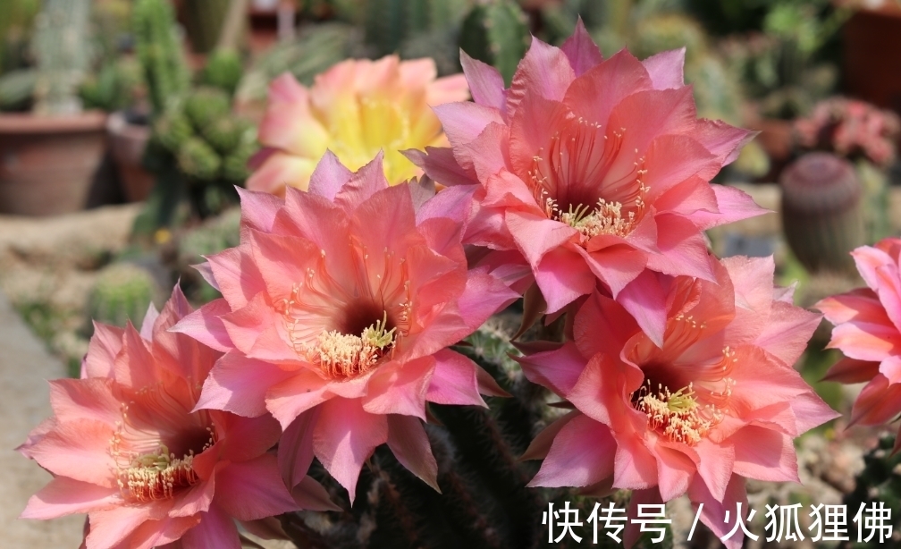 家中光照弱,3种花不要养,因为养了也不开花,它们喜欢强光照