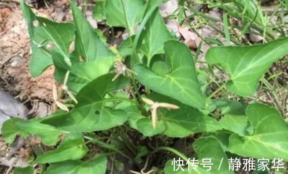 植物|山林里常见的“蛇头草”，人们避而远之，其实药用价值特别高