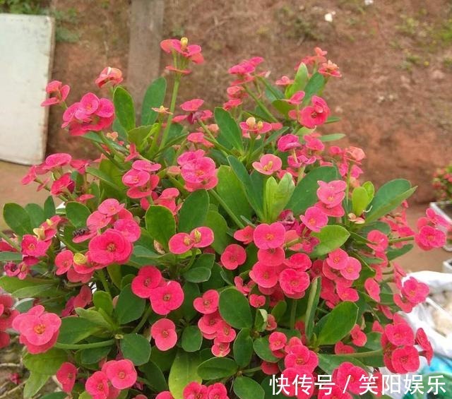 烂根|客厅养的5种花，最怕水，多浇一点点，整盆死翘翘