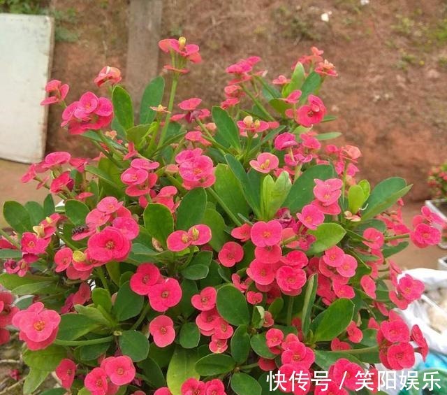客厅养的5种花,最怕水,多浇一点点,整盆死翘翘
