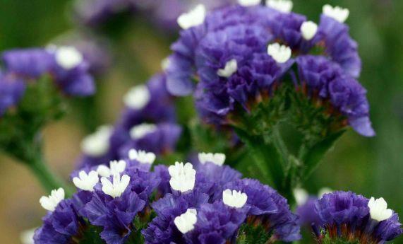 长势|8月13日-8月22日，庭院选这几款花，开花艳长势旺，开的灿烂