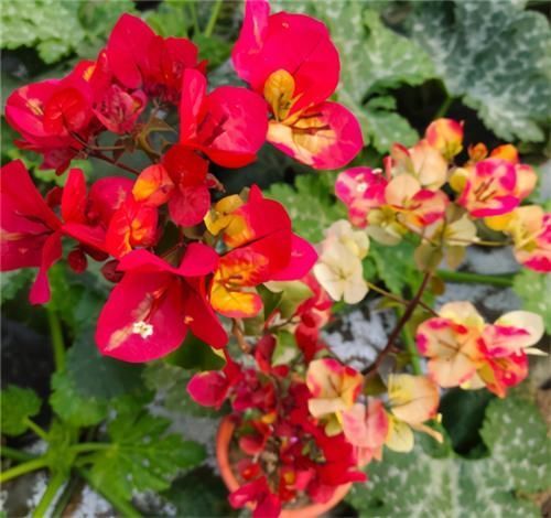 冬天|冬天养三角梅,3点做到位,年年开花,不愁没花赏