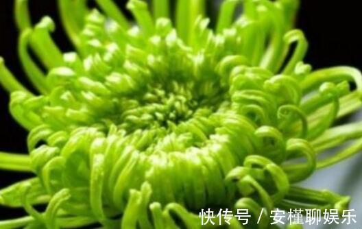 喜欢菊花，不如养盆优良菊花”小丽菊“，精致美观，美艳优雅！