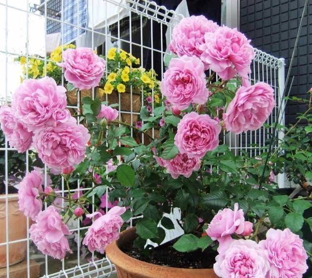 石榴花|“7种花”适合养家里，一年四季都能养，开花迷人，一盆养好多年