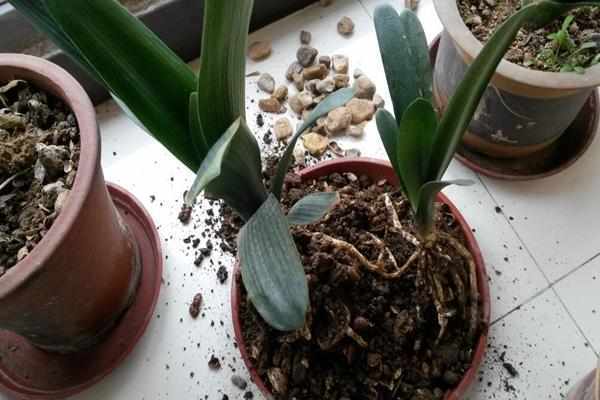 君子兰|用这种“土”养君子兰,不用管也生长快,叶子肥厚,花又大又艳