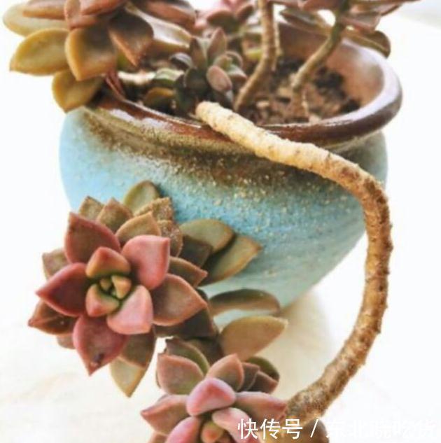 烂根|花盆又高又深怎么养多肉,方法来了,不烂根颜值高