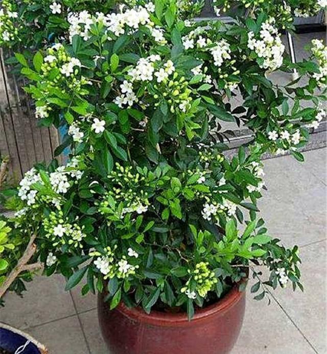 养花|养花不分地域,只要做好这几点,不管南北方都能爆盆