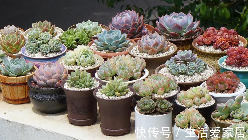 虫害|秋季养好多肉的小技巧在于把握住这4个细节