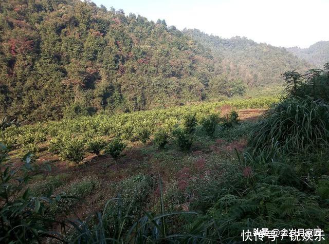 广东南雄角湾村有段古:大黄牛单挑华南虎,赢!!!