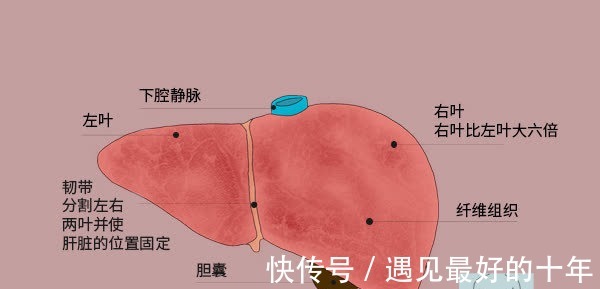 肝病|转氨酶升高，一定是肝病导致的吗？教你3招分辨转氨酶升高的诱因