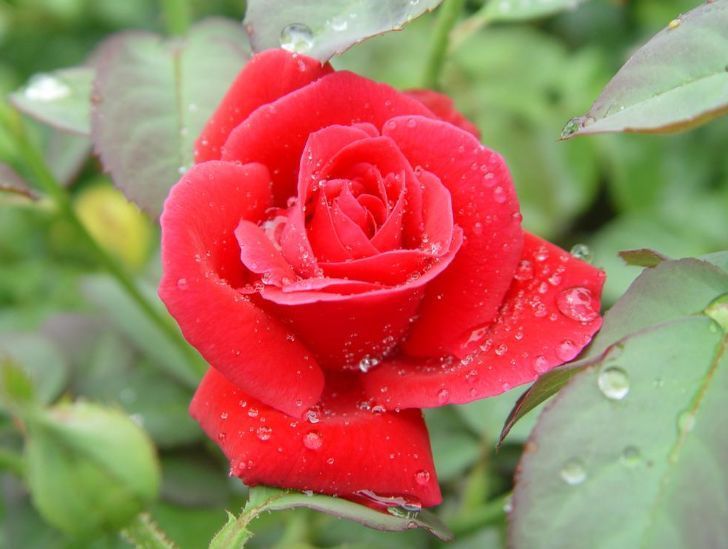 喜欢菊花,不如养盆“百花之王”大花蕙兰,开花金灿灿,惹人喜爱