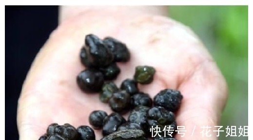 蛋白质|稻田里的这种野味,人称“土燕窝”,蛋白质是牛肉的2倍,别错过!