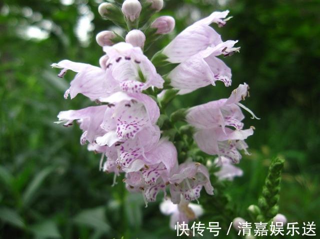 龙头|名字最奇特的花之一,玫红女王假龙头,很多人看到却叫不出名!