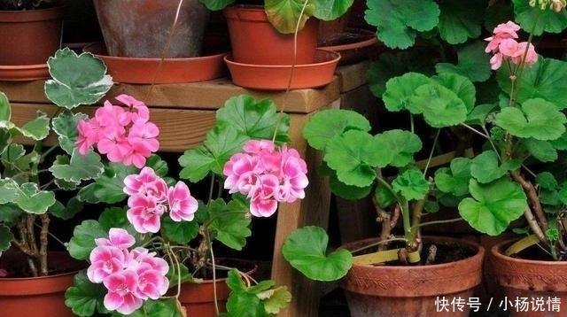 家里养了3种花,一年四季轮着开花,简单好养花量又大