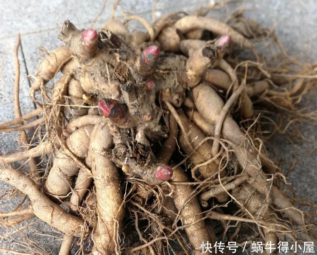 牡丹|这现在不能换盆的花,土一松就没命,白养大半年