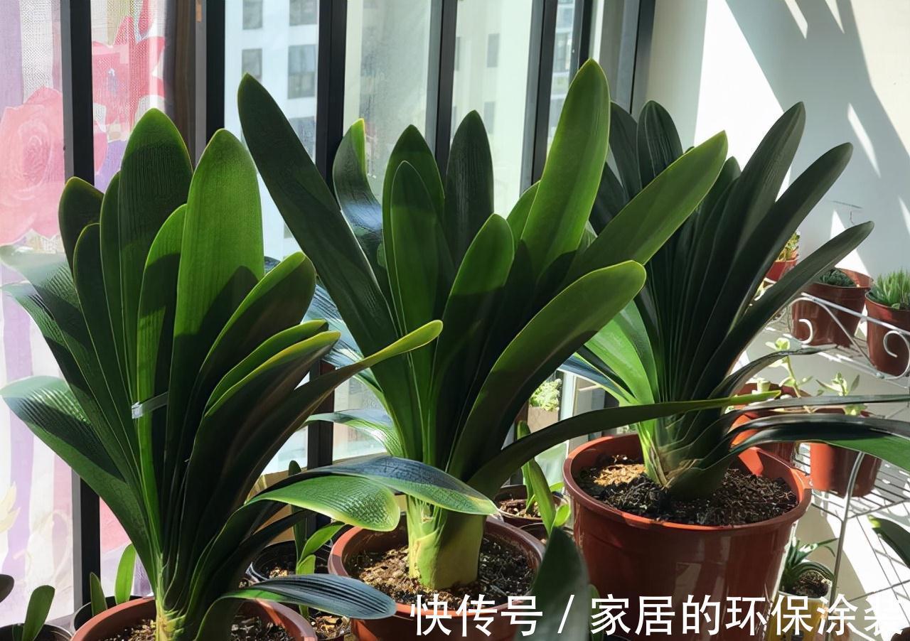 避开君子兰开花的“3大误区”,秋天大爆发,花箭拔得多