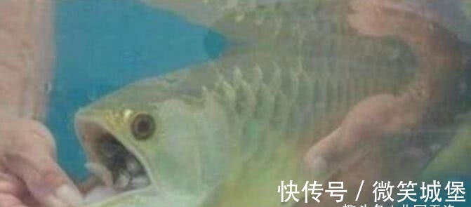 男子8000块买了条金龙鱼,回家扒开嘴巴一看,乐得一夜没睡着