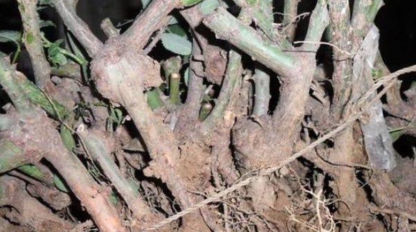 牡丹|夏天别再买这4种花了,白花钱,成活率低得可怜