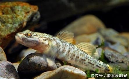 日本|关于明仁天皇的三十件事里,这件最让日本民众开心