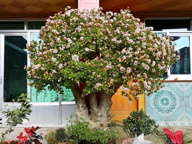 叶子|嫌花长的丑,趁现在砍头,满盆都是新叶子!