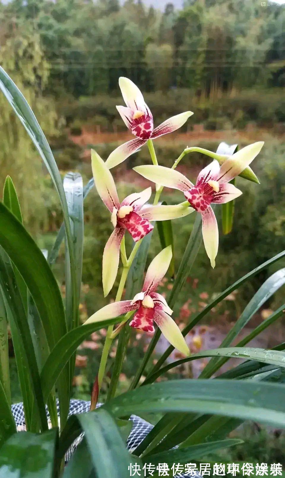 茶花|十月不知养啥花?看看这六种,好养又漂亮,可以放心入手