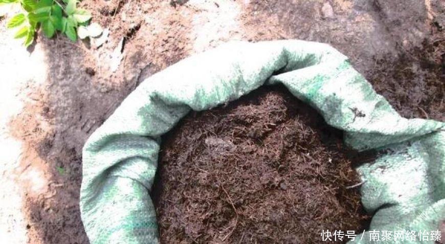 虎皮兰、君子兰、金钱树,用这1种方法,都能养爆盆