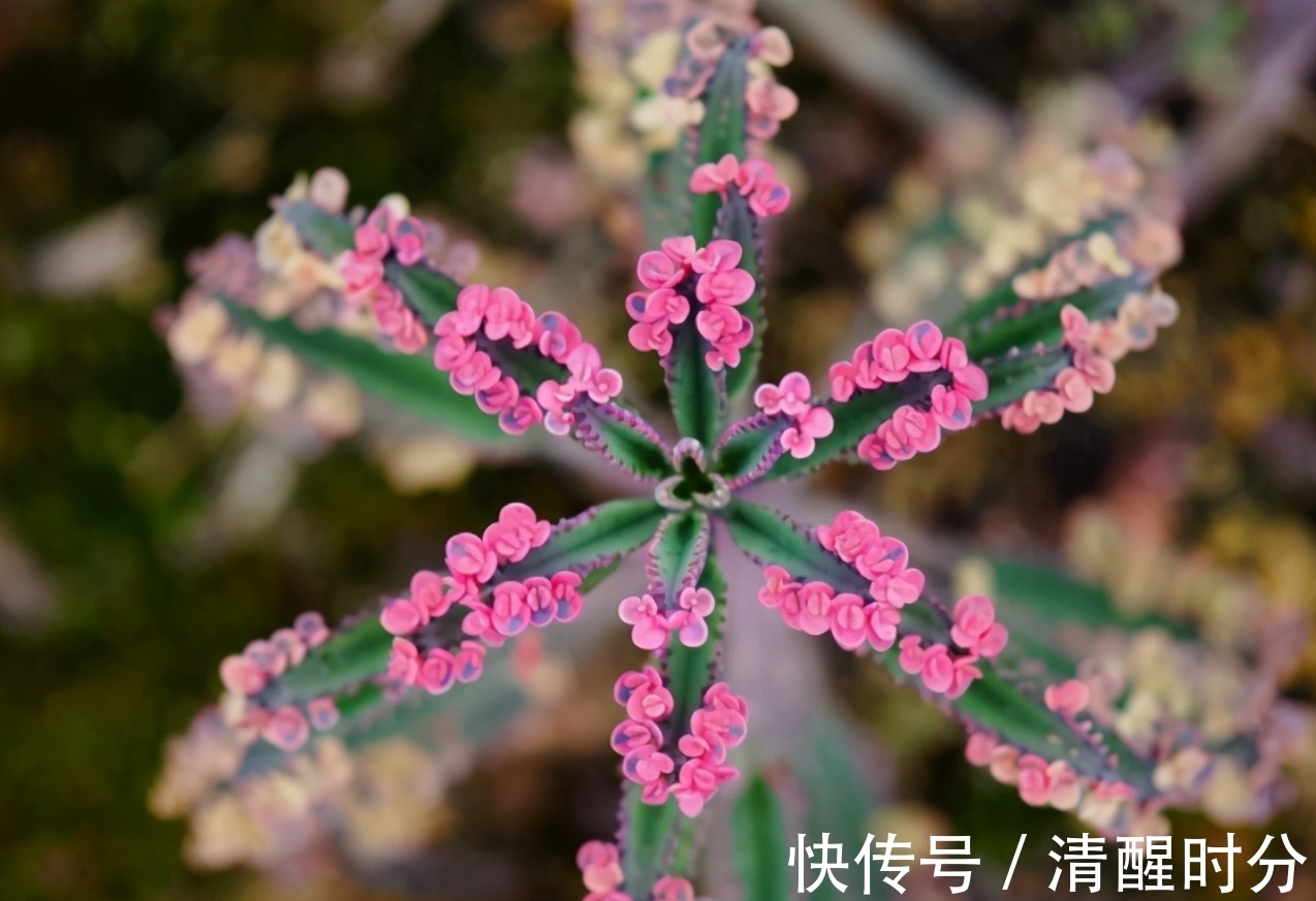 姬胧月|5种“养不死”的多肉,适合新手养,价格便宜,太阳一晒就变色