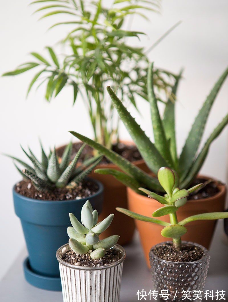 盆栽|养花10多年总结的室内养花技巧,让新手也能养好花,避免叶黄