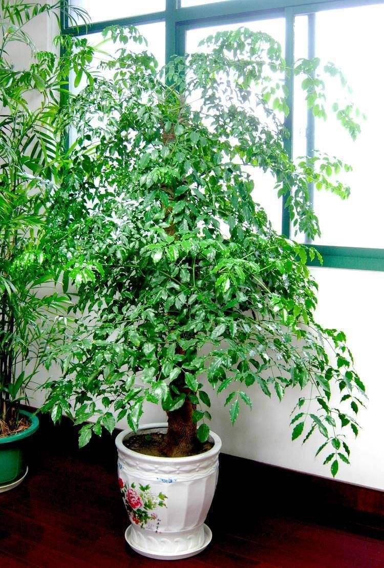 客厅|3种叶子宽大霸气的盆景树,放在客厅寓意好,非常大气别错过