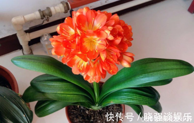 叶片|七八月份是君子兰“难养期”，要做好“2不1少”，才能叶绿根壮
