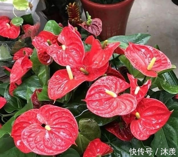 7天浇1个鸡蛋!花像打了激素疯长