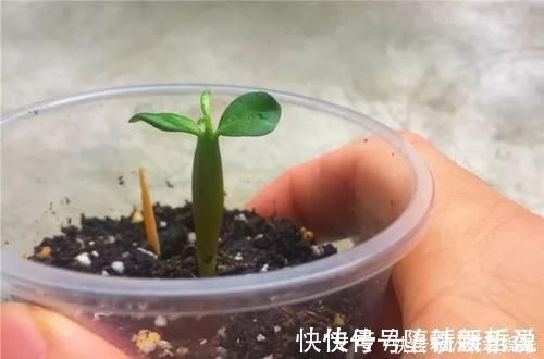 长寿花|养这三种花,盆越小,开的花越多,放大盆还容易死