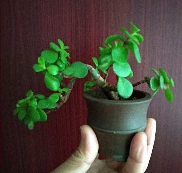 如果你在家里养这两朵花,炉子越小,每个人就越想养好“精品”