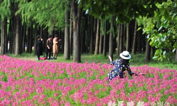 杨建正|“醉蝶花海”醉游人