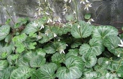 乡下一种野草，人称“耳朵红”，是一种珍贵药材，遇见要珍惜