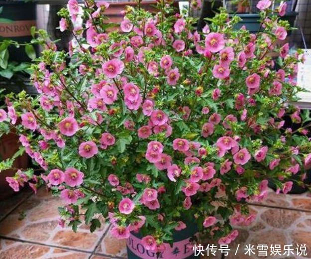 新手|养花就养“4种花”,不怕热不怕冷,适合新手养,年年开花不断!