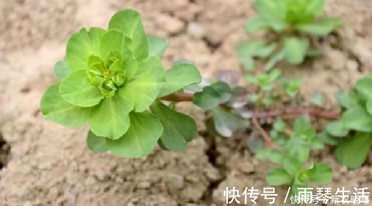 野草|农村有1药草，其相貌普通，但药效惊人不可错过，药农见到如见宝