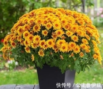 植物|球菊——秋天最值得入手的开花植物