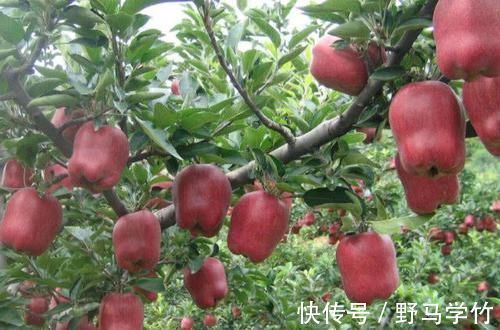 黑蒜|糖尿病的“救星”来了，每天吃一点，稳定血糖，比打胰岛素都强