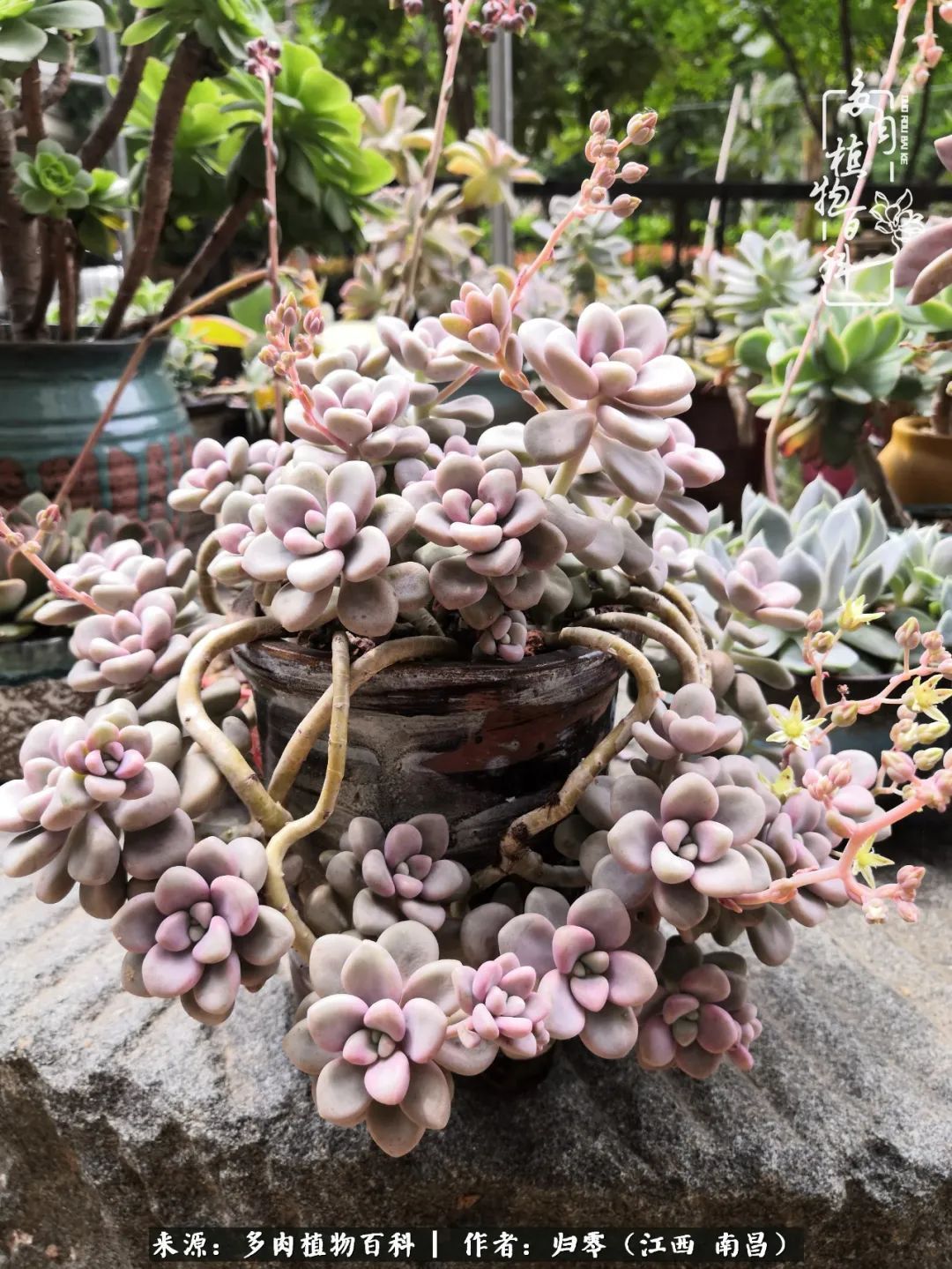 肉肉|人生转个弯，在小院遇见落入凡间的多肉小精灵！