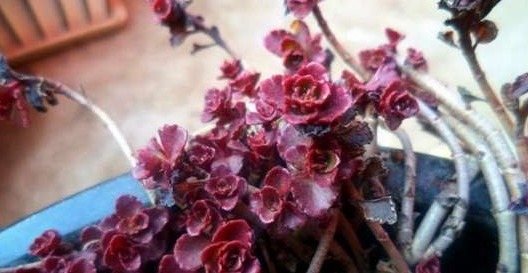 这些盆栽植物疯长爆盆很容易!分分钟长满阳台,扮靓你的生活