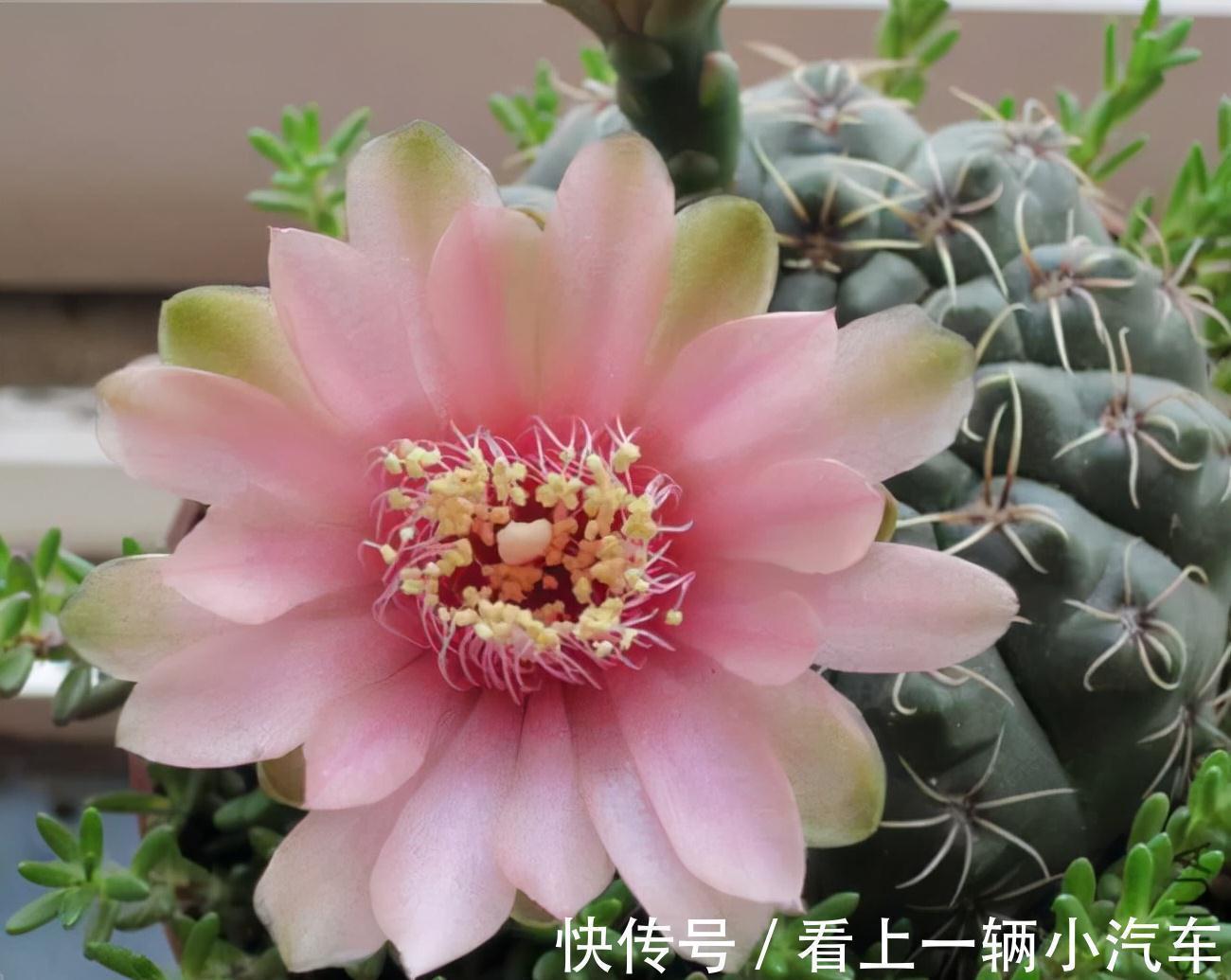 九种皮实花,多晒少管长得好,养成老桩更高档,绿萝没上榜