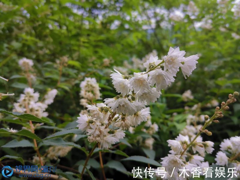 万州|绿树浓荫苍翠欲滴 夏日溲疏花开繁密