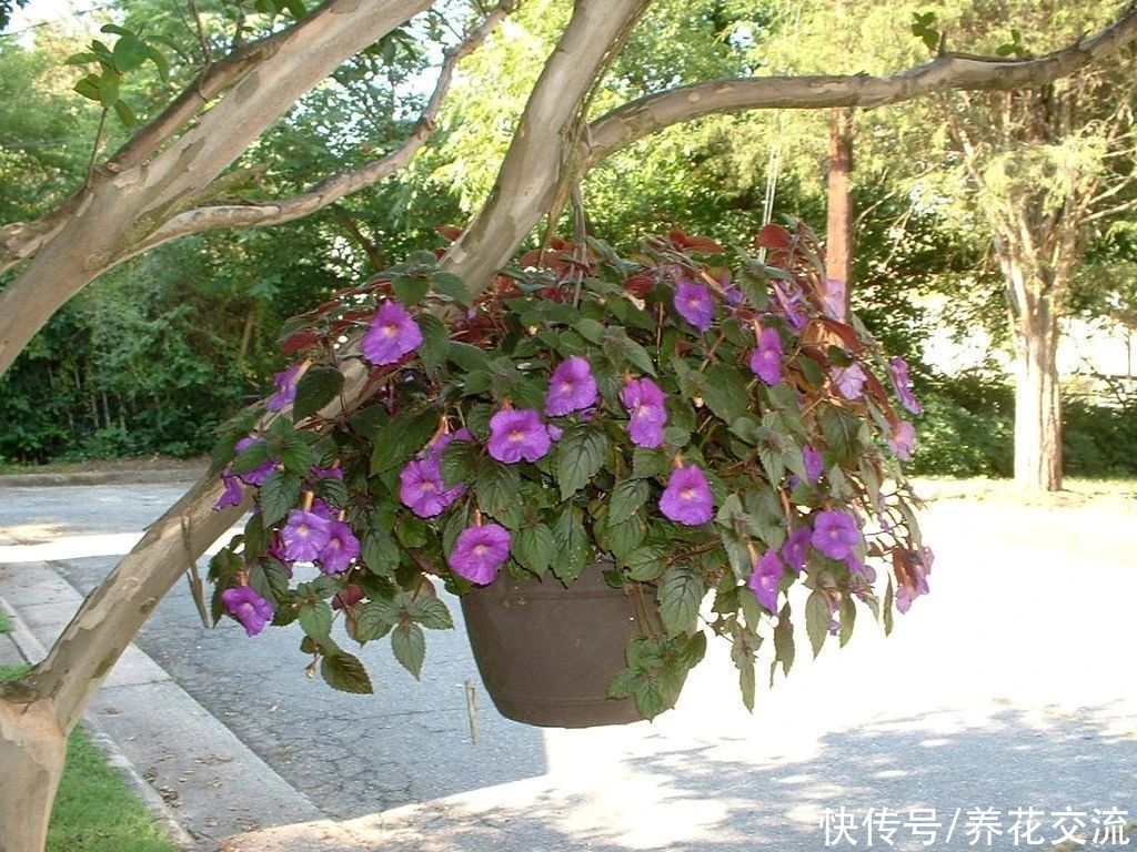  植物|耐阴室内开花植物“大家族”，低光照可开花，植株小巧，适合新手